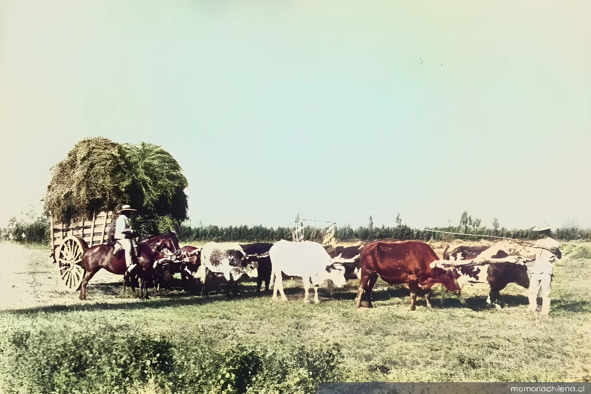 Transporte de pasto en carretas, 1935 — 1935 | Chile de Ayer