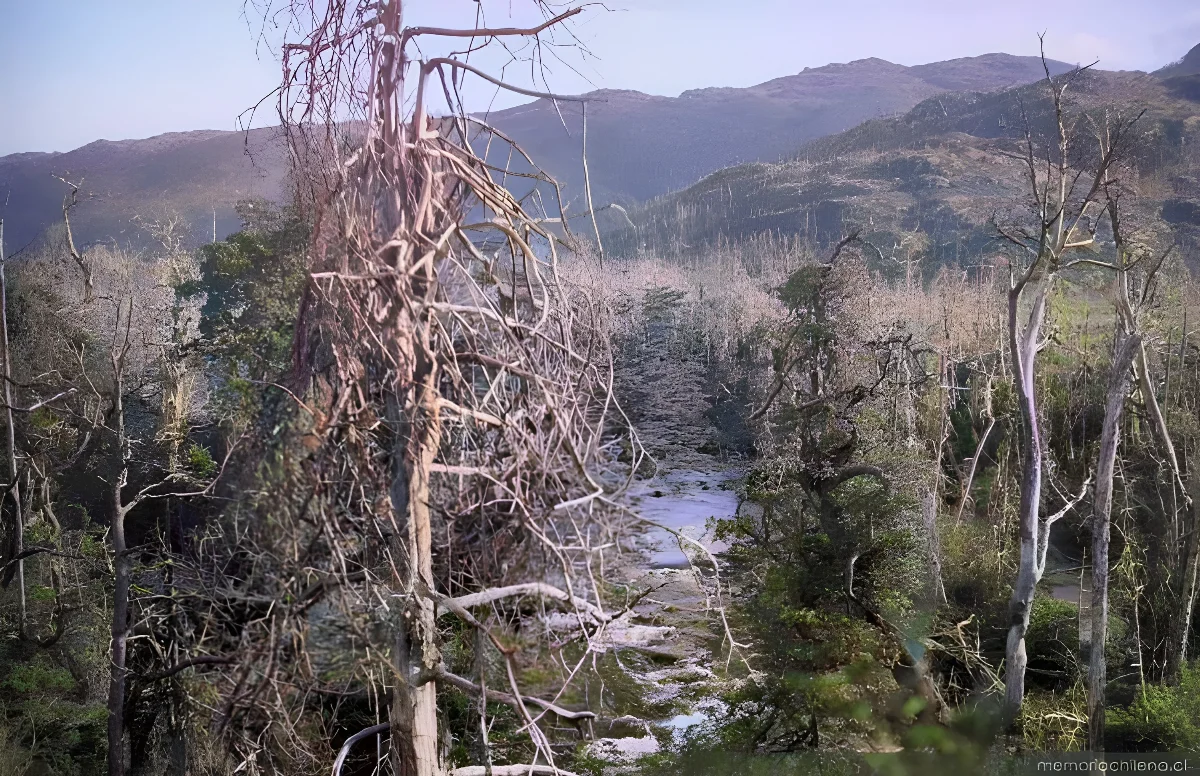Vista de un bosque de cipreses quemados — 1900 | Chile de Ayer