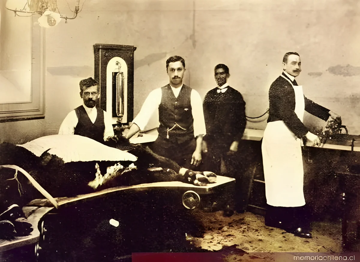 Cosecha de linfa vacunífera, hacia 1910 — 1910 | Chile de Ayer