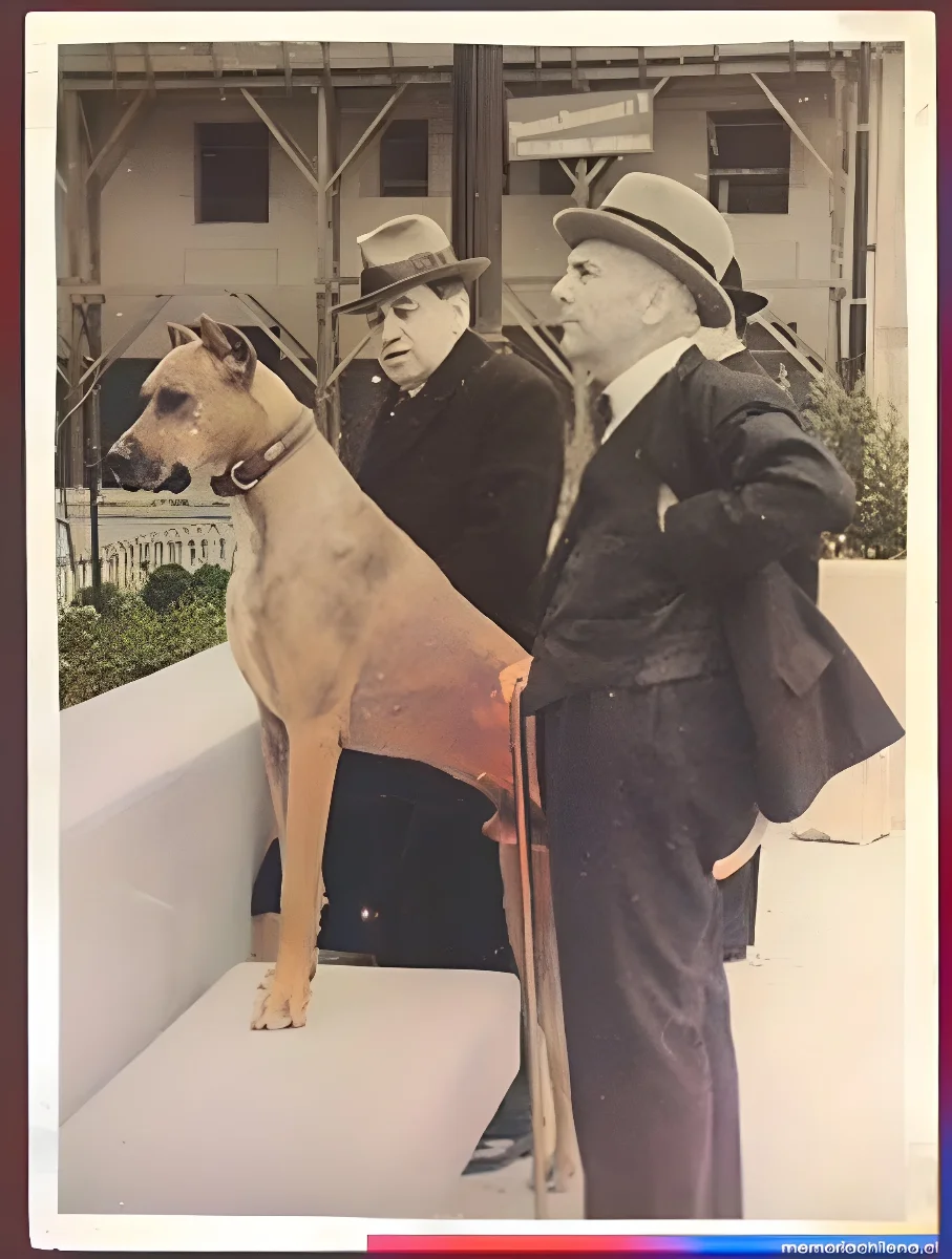 Alessandri inspeccionando caballo en exposición — 1925 | Chile de Ayer