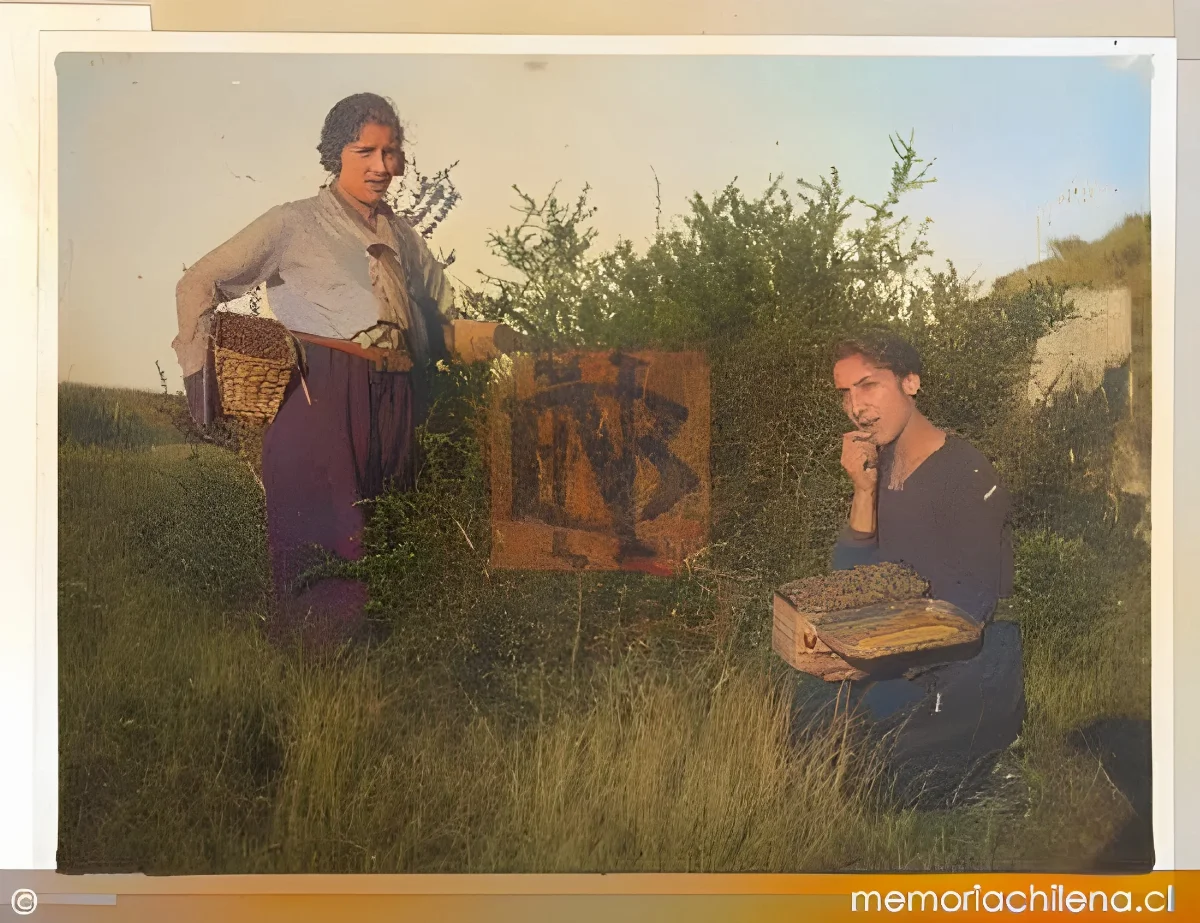 Dos niñas recolectando moras — 1910 | Chile de Ayer