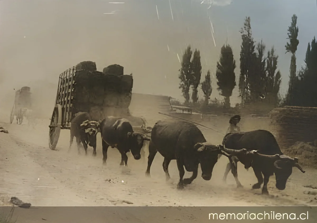 Bueyes tirando una carreta, 1906 — 1906 | Chile de Ayer