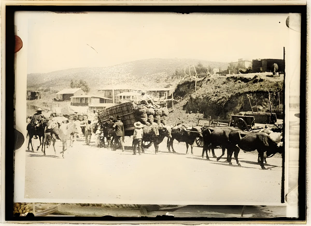 Imagen de bueyes en Valparaíso — aprox. 1890–1930 | Chile de Ayer