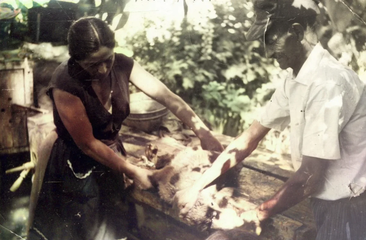 Padrinos faenando un chivito — Pocuro — 1955 | Chile de Ayer