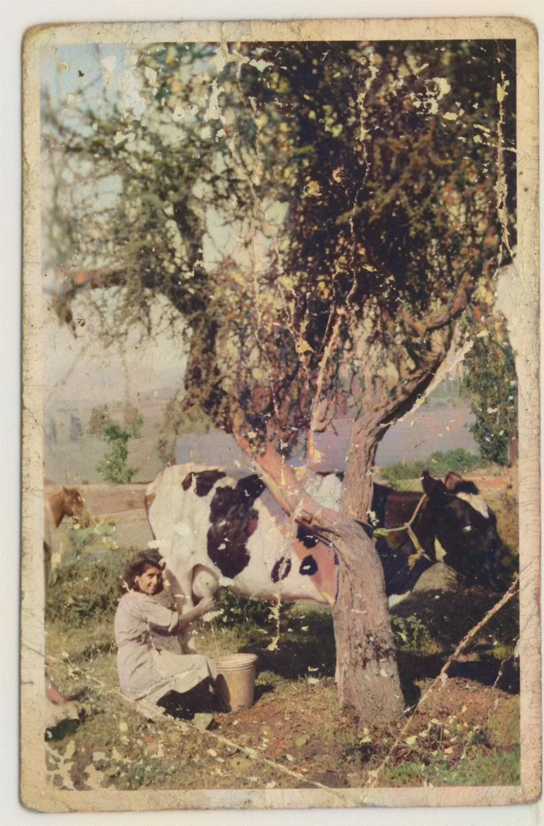 María Dureaux ordeñando una vaca — Calle Larga — 1937 | Chile de Ayer