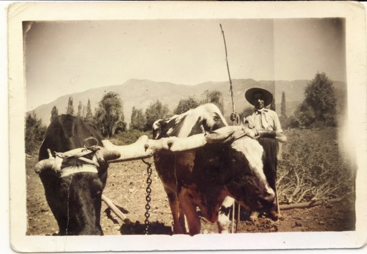 Hombre rastreando con yunta de bueyes — Calle Larga — 1950 | Chile de Ayer