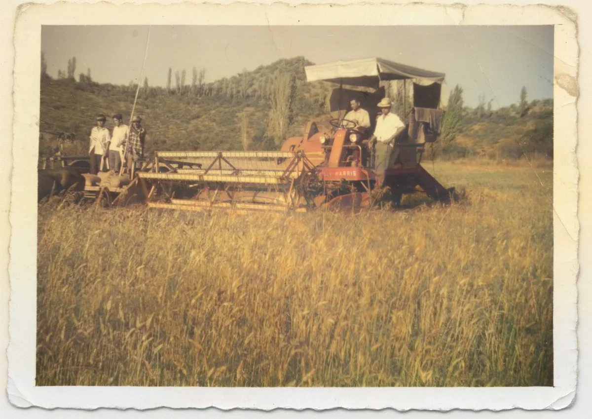 Cosechadora Harris en trigo, Calle Larga — Calle Larga — 1960 | Chile de Ayer
