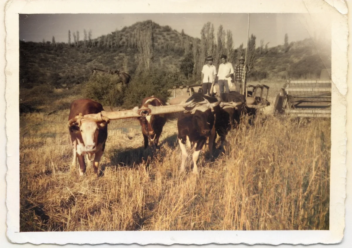 Yunta de bueyes arando en Calle Larga — Calle Larga — 1960 | Chile de Ayer