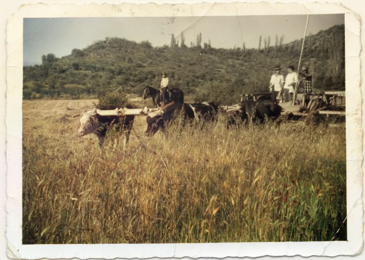 Faena agrícola en los campos de Calle Larga — Calle Larga — 1960 | Chile de Ayer