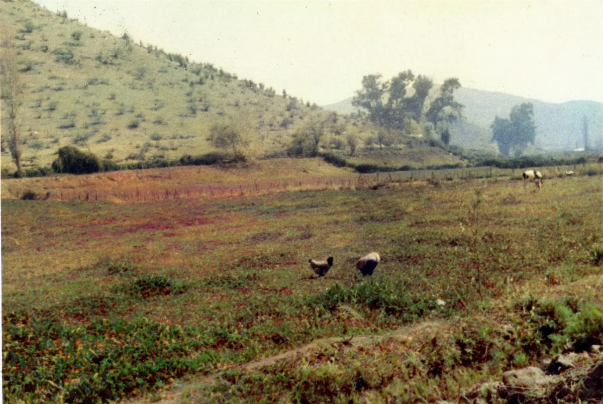 Paisaje campesino Sector La Caldera — Calle Larga — 1961 | Chile de Ayer