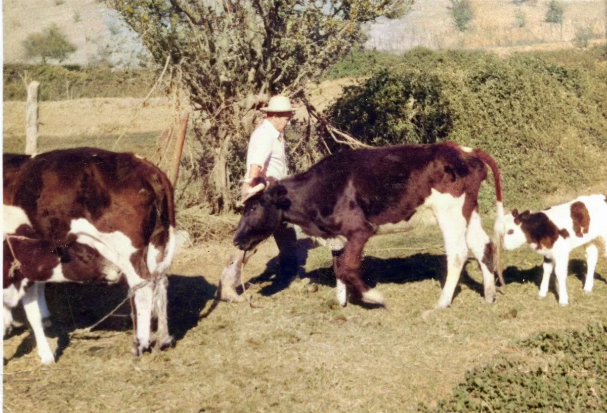 Hombre en el campo — Calle Larga — 1963 | Chile de Ayer