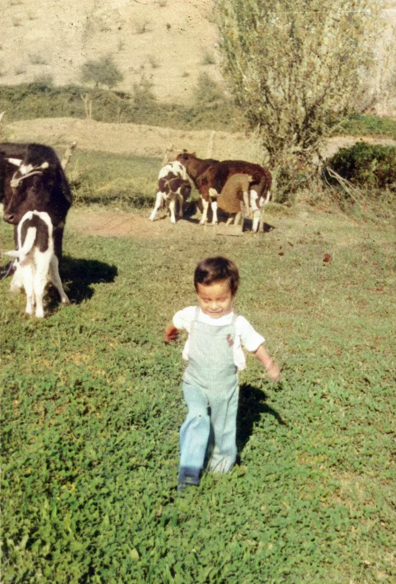 Pequeño niño jugando con sus vacas — Calle Larga — 1964 | Chile de Ayer