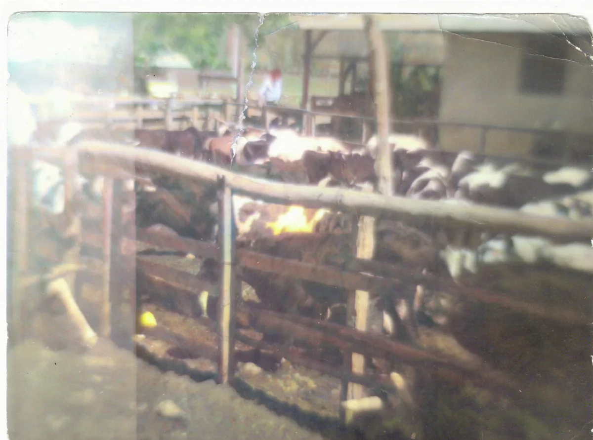 Corral con vacas — Calle Larga — aprox. 1960 | Chile de Ayer