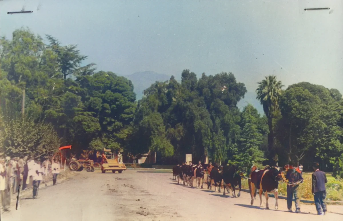 Desfile con maquinaria agrícola IAPB, Calle Larga 1954 — Calle Larga — 1954 | Chile de Ayer