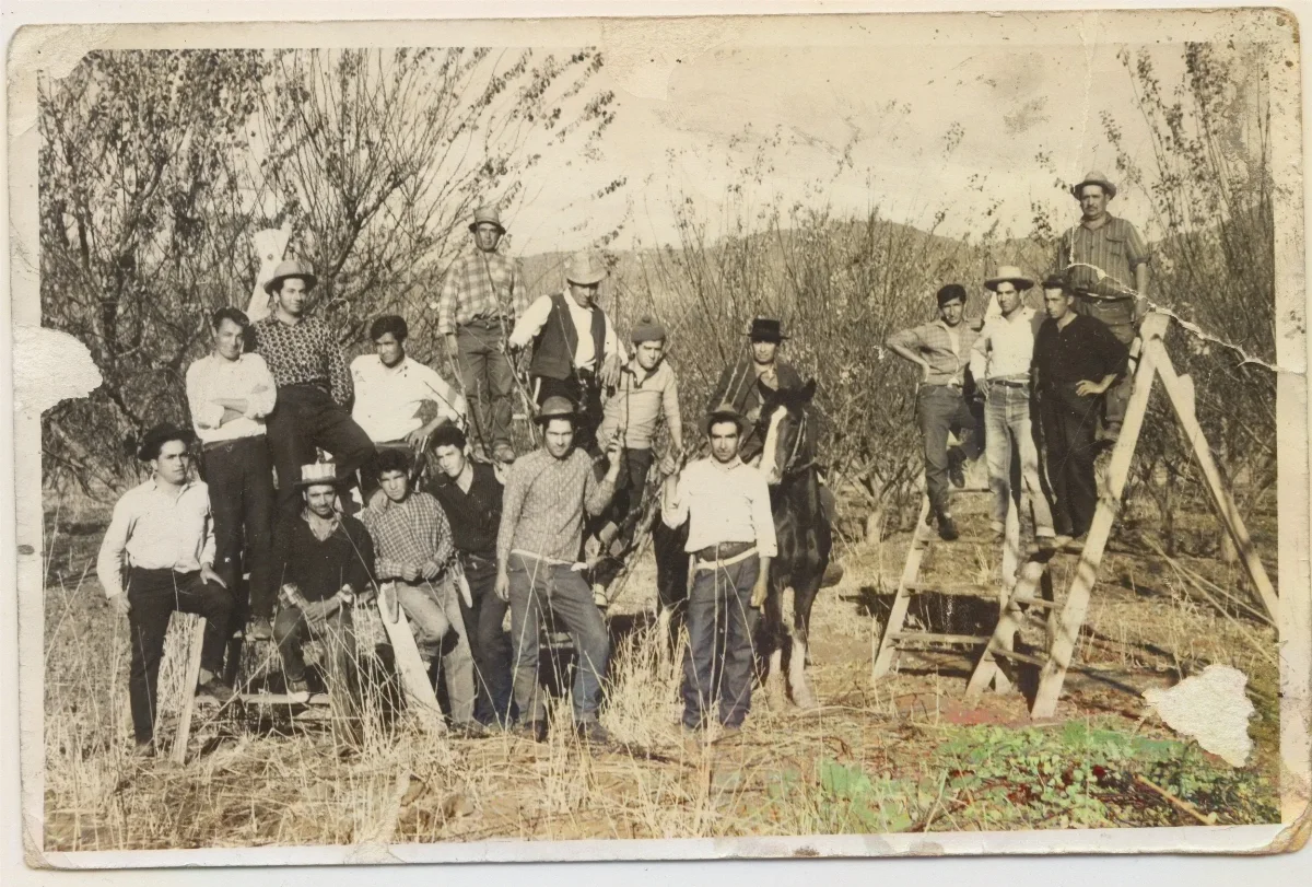 Cuadrilla de trabajadores en faena de poda de ciruelos — Calle Larga — 1965 | Chile de Ayer