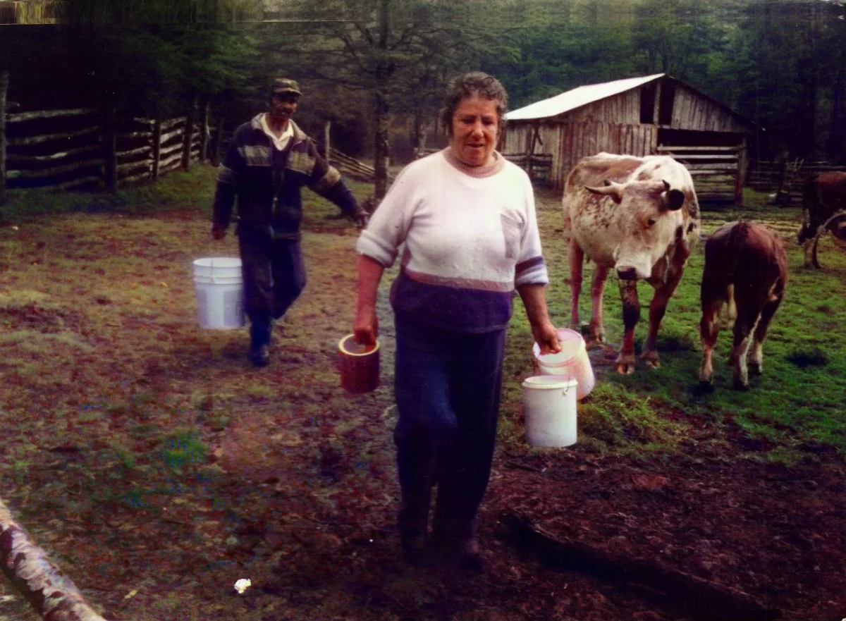 Ordeña y leche lista — Ventisquero Steffens — 2004 | Chile de Ayer