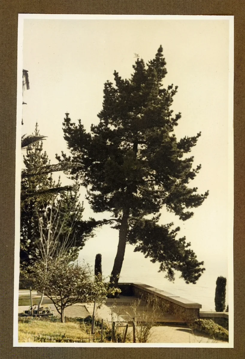 Jardín con pinos y estructura arquitectónica moderna, Viña del Mar — Viña del Mar — 1940 | Chile de Ayer