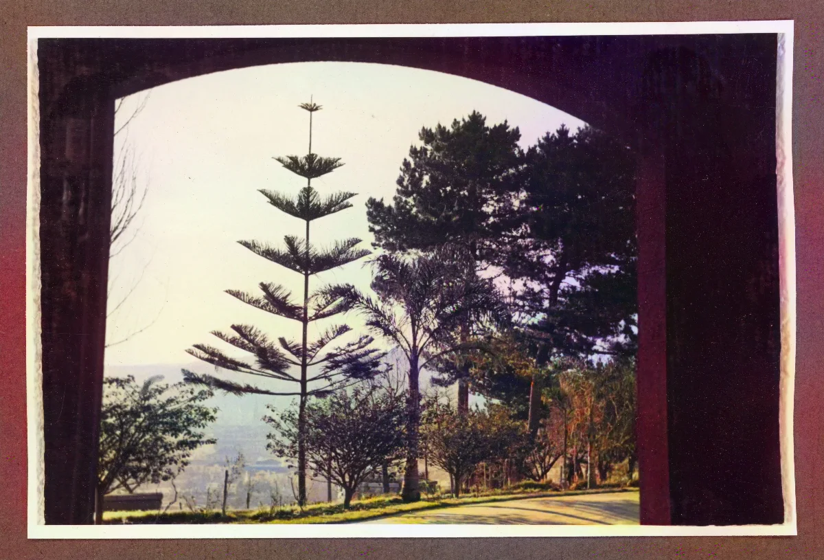 Avenida arbolada en Viña del Mar — Viña del Mar — 1940 | Chile de Ayer