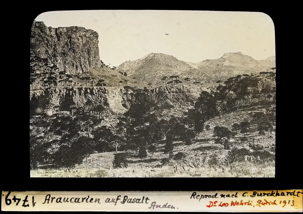 Araucarien auf Basalt, Anden — 1913 | Chile de Ayer