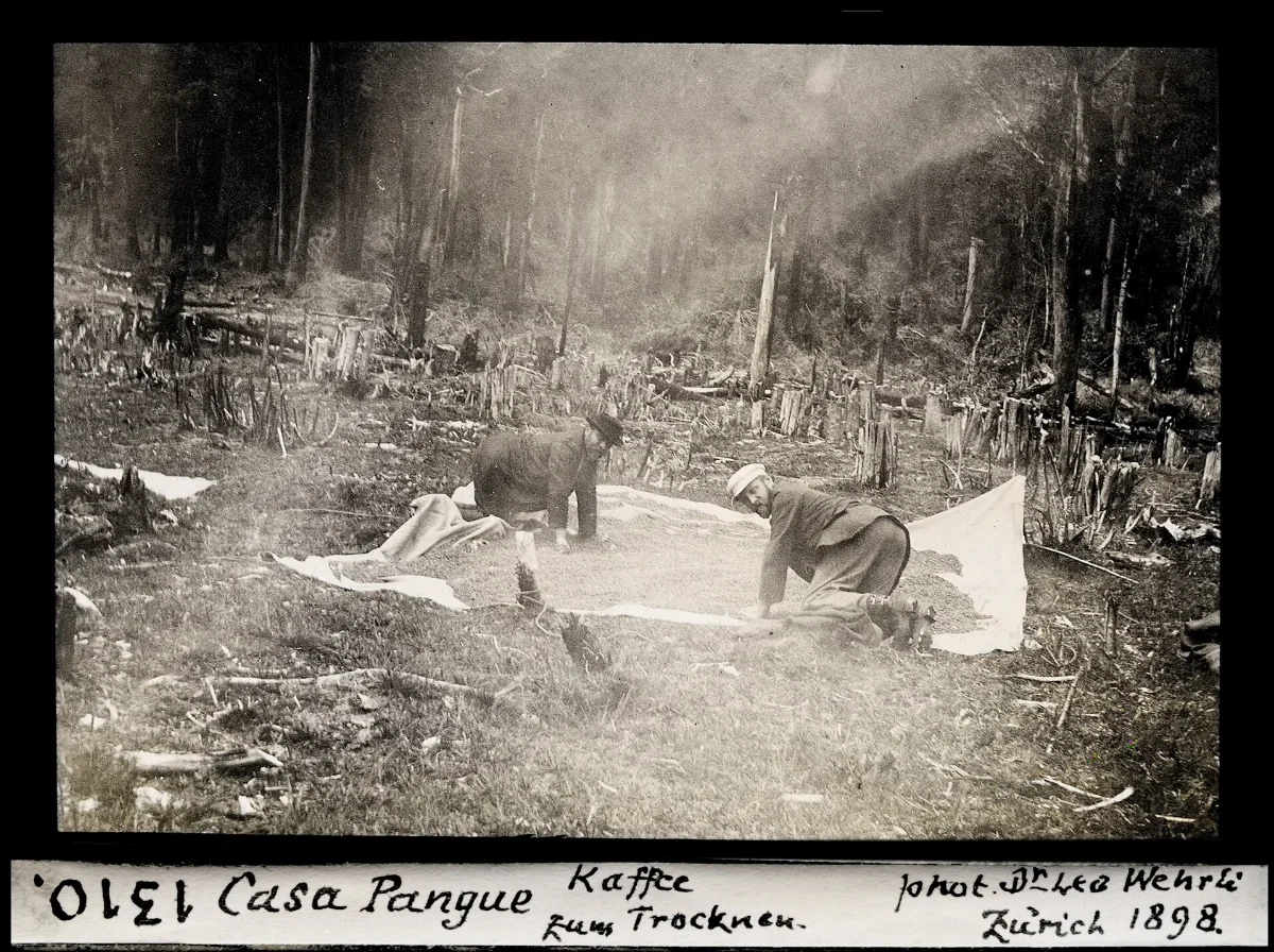 Casa Pangue, Kaffee zum Trocknen — 1898 | Chile de Ayer