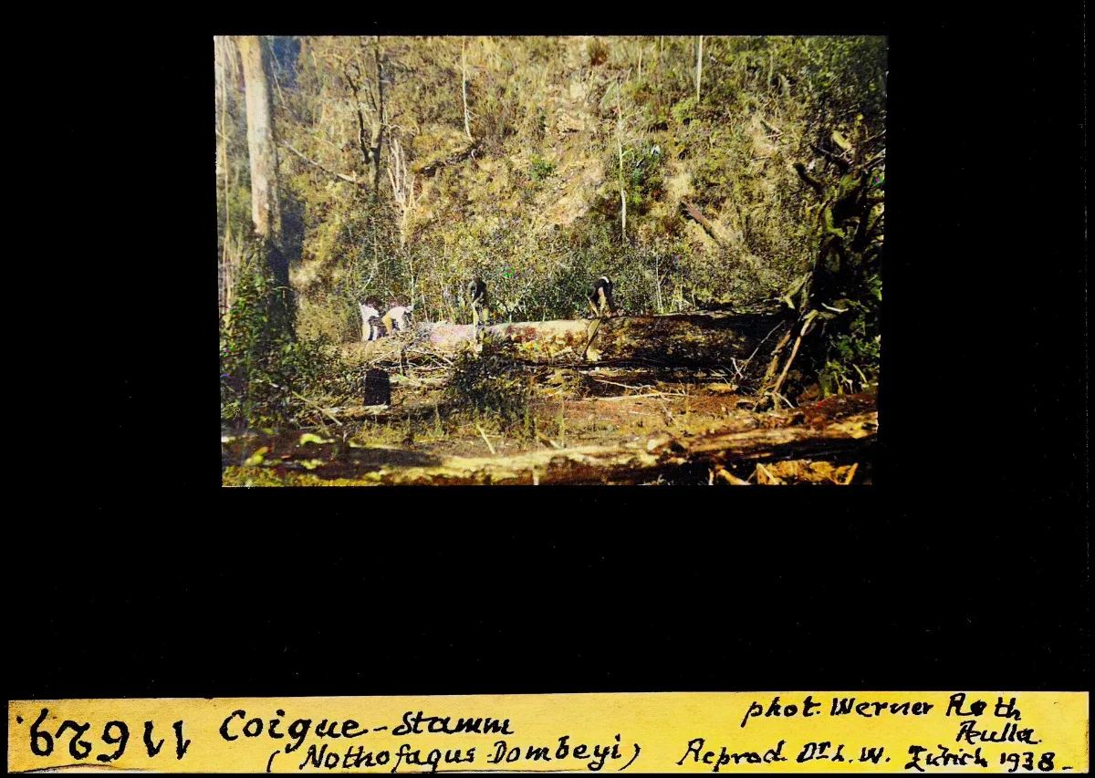 Coigue Stamm (Nothofagus Dombeyi) — 1938 | Chile de Ayer