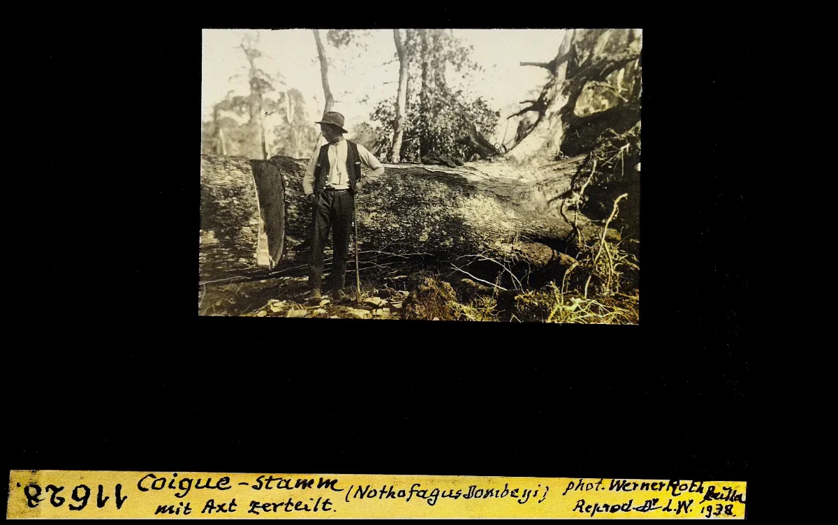 Coigue Stamm mit Axt zerteilt (Nothofagus Dombeyi) — 1938 | Chile de Ayer