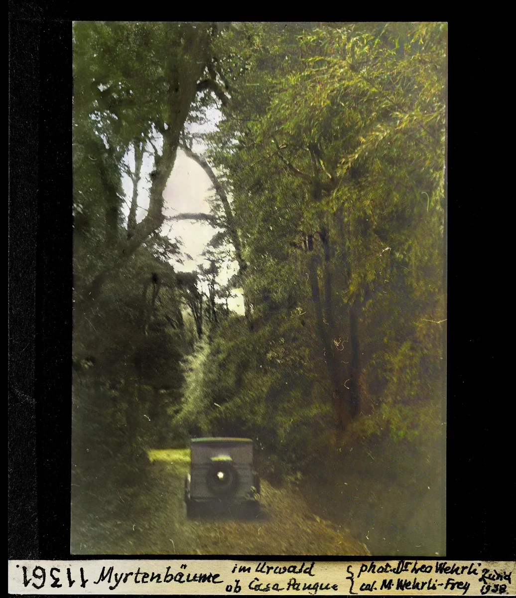 Myrthenbäume im Urwald ob Casa Pangue — 1938 | Chile de Ayer