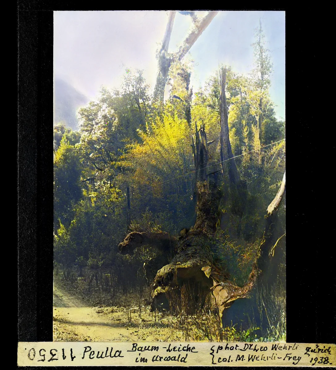 Peulla Baum Leiche im Urwald — Puerto Montt — 1938 | Chile de Ayer