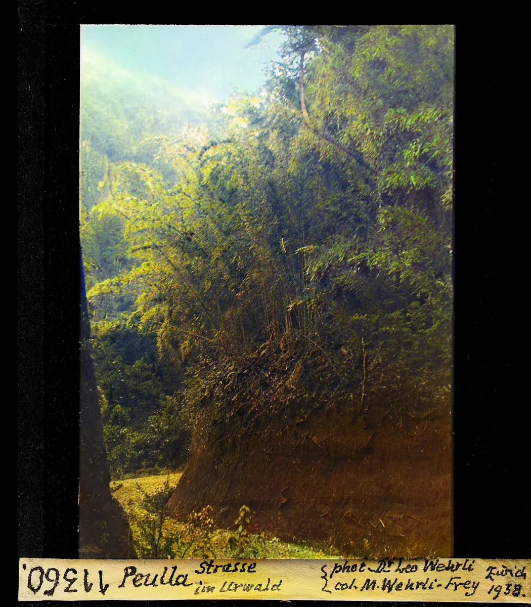 Peulla Strasse im Urwald — Puerto Montt — 1938 | Chile de Ayer