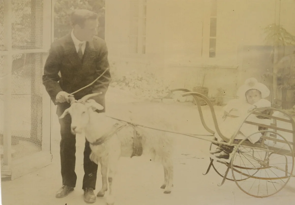 Coche con cabra en Limache en 1910 — 1910 | Chile de Ayer