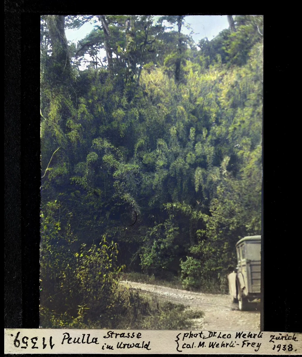 Diapositiva coloreada del camino de Peulla en el bosque virgen, 1938 — aprox. 1938–1940 | Chile de Ayer
