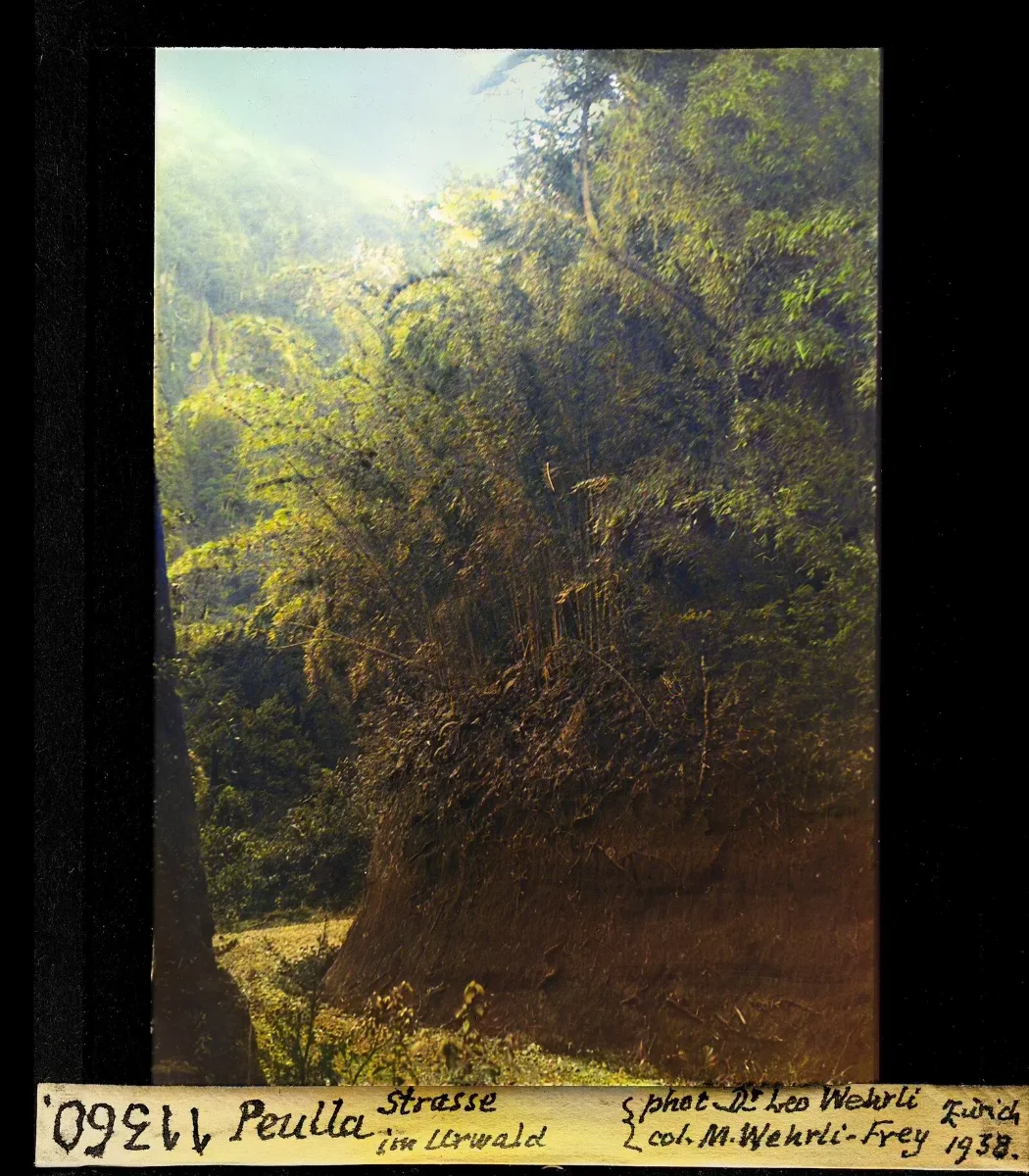 Diapositiva coloreada del camino de Peulla en el bosque virgen (vertical), 1938 — aprox. 1938–1940 | Chile de Ayer