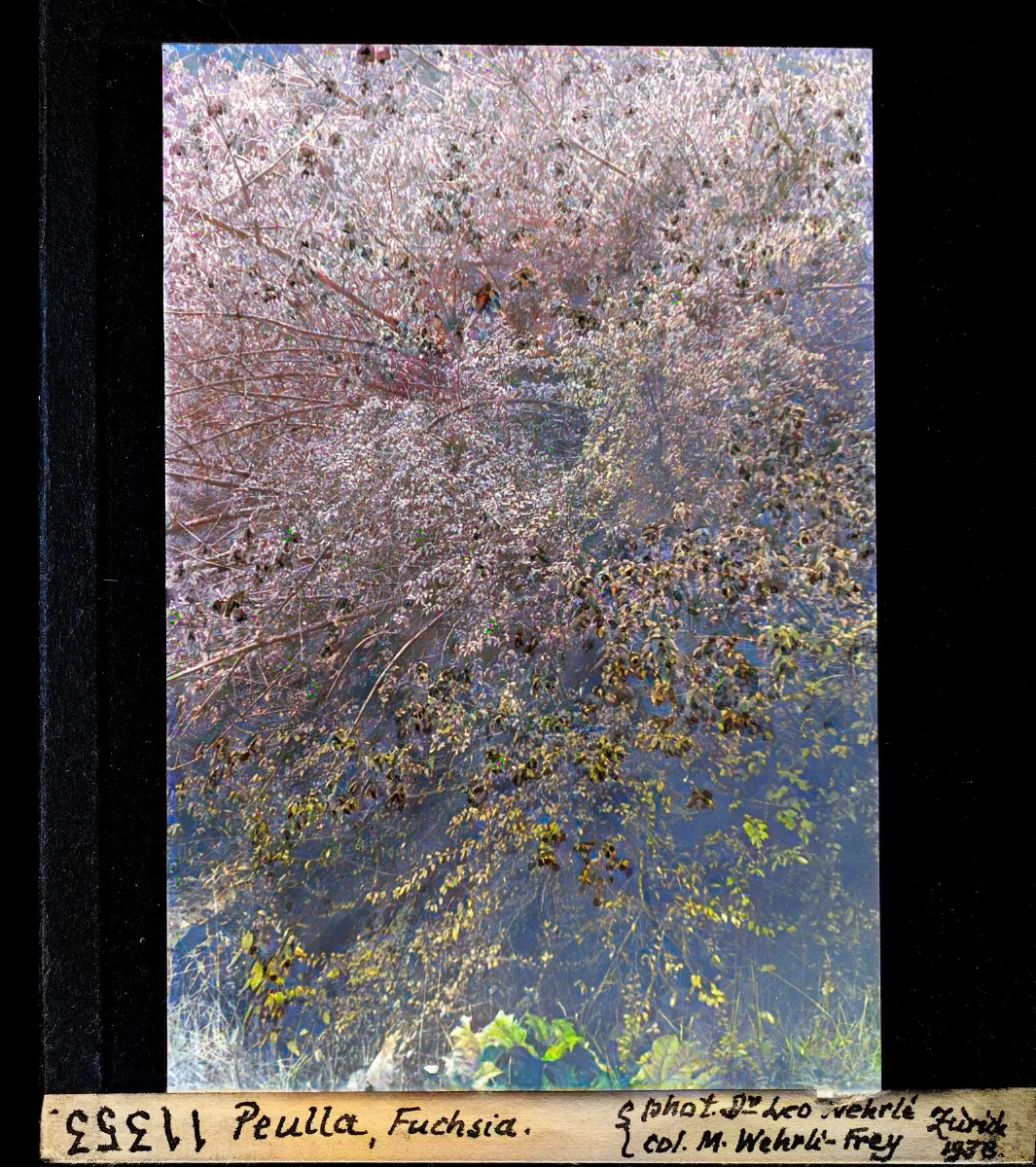 Peulla, Fuchsia en floración, vista cenital — aprox. 1938–1940 | Chile de Ayer