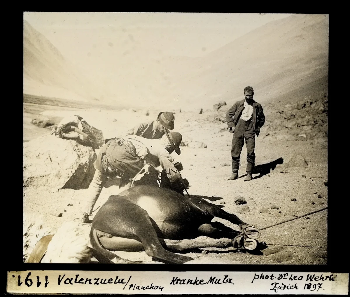 Valenzuela, Planchon, kranke Mula — 1897 | Chile de Ayer
