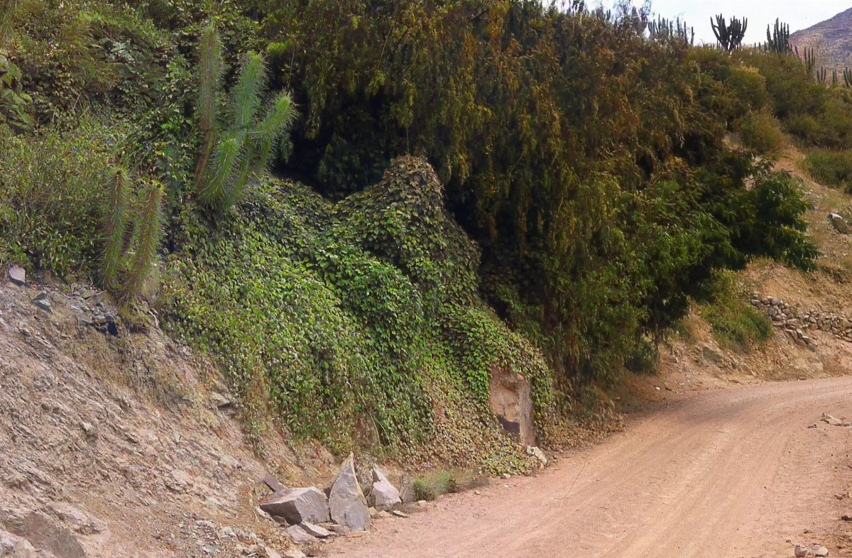 Pichasca en los años 70s — 1920 | Chile de Ayer