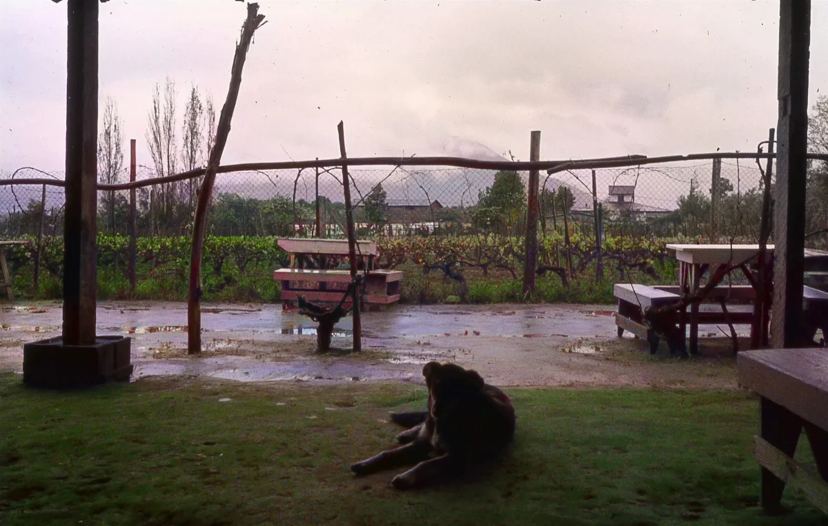 Sector Parque Nacional la Campana en los 70s — 1920 | Chile de Ayer