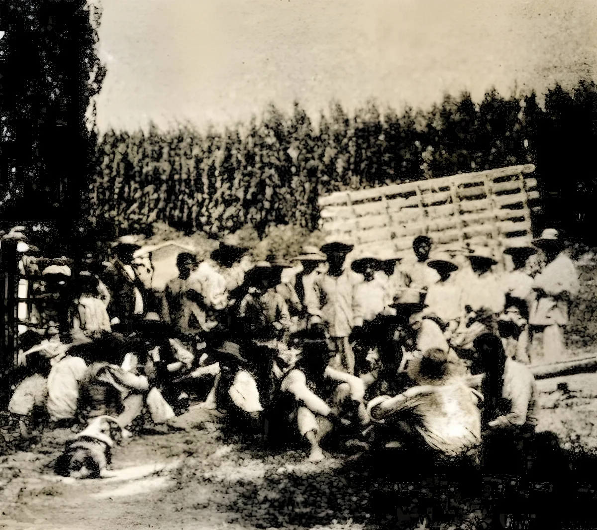 Almuerzo de la peonada Fundo Timmermann 1903 — 1903 | Chile de Ayer