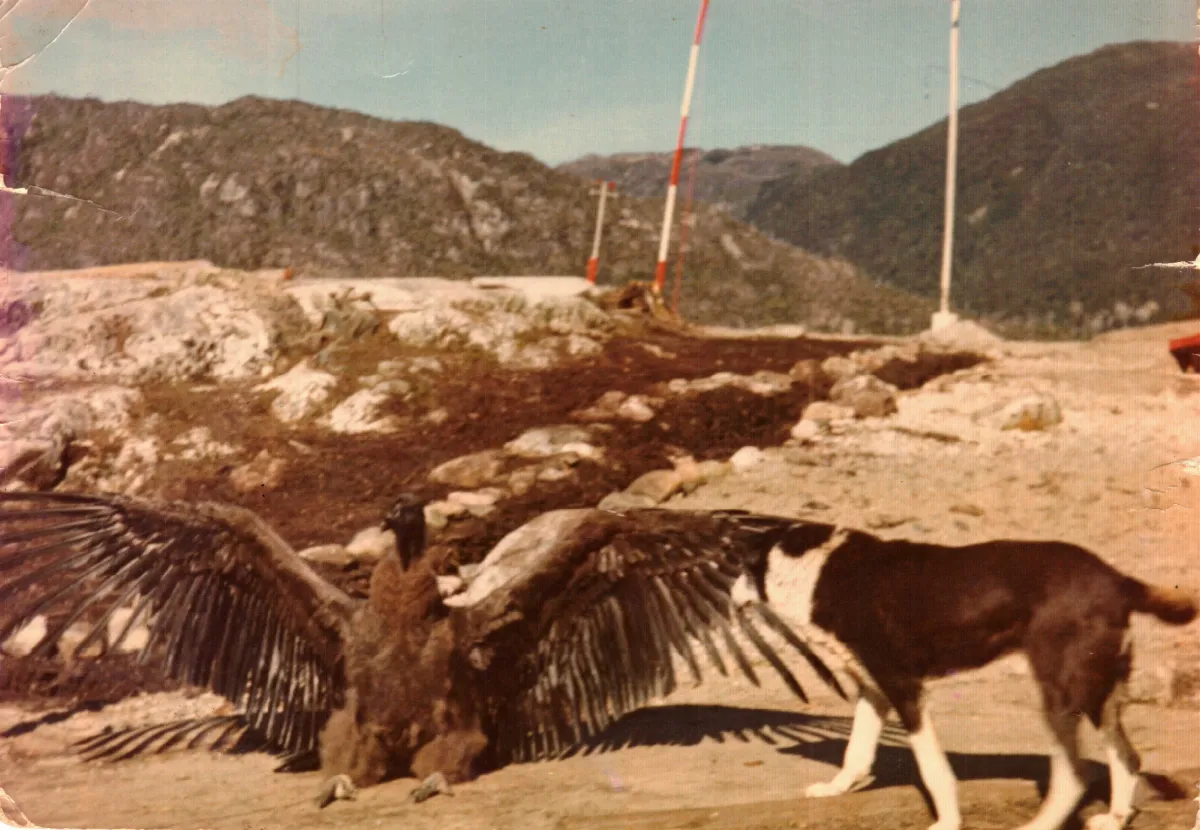 sector centro, condor pichon y perro — Caleta Tortel — 1977 | Chile de Ayer