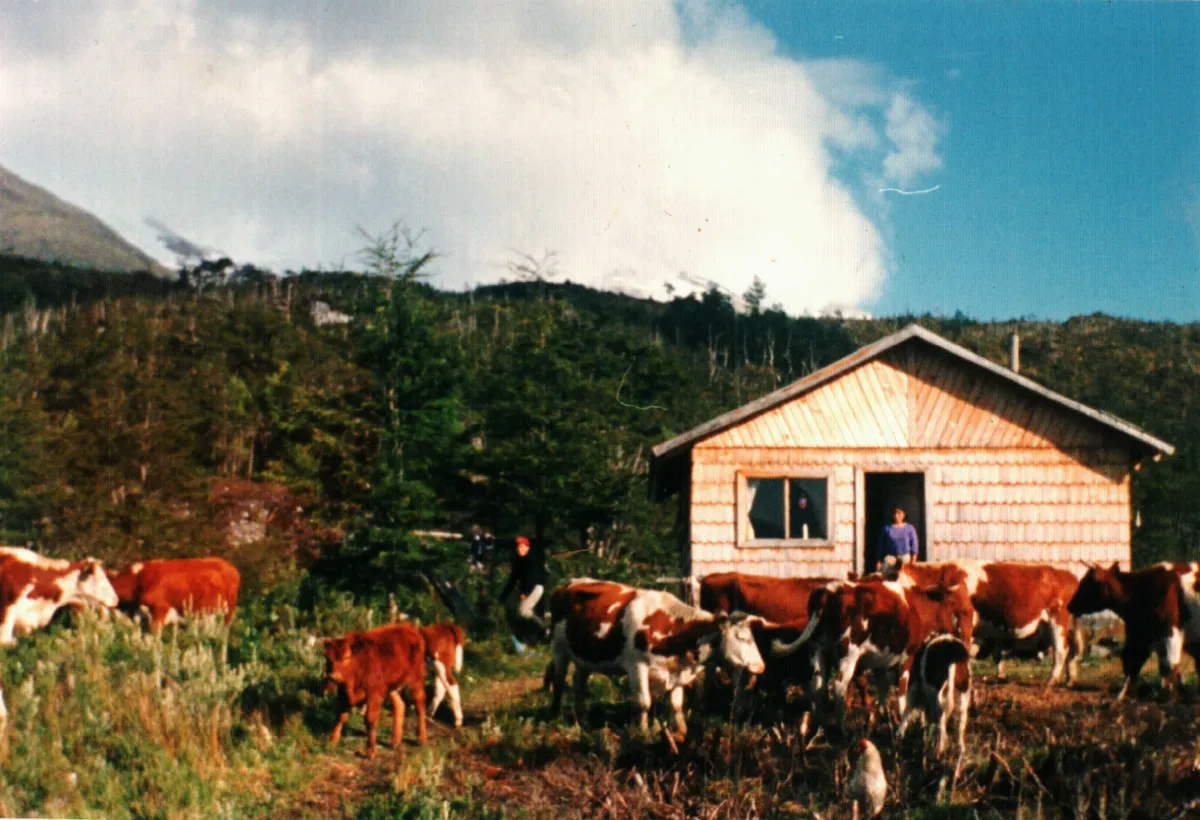 ganado frente a Casa en Ventisquero Jorge Montt — Glaciar Jorge Montt — 1996 | Chile de Ayer
