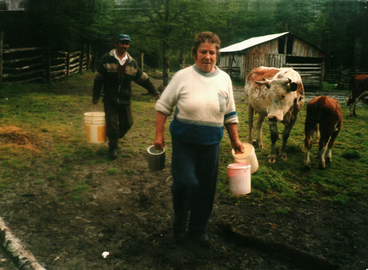 Ordeña y leche lista — Ventisquero Steffens — 2004 | Chile de Ayer