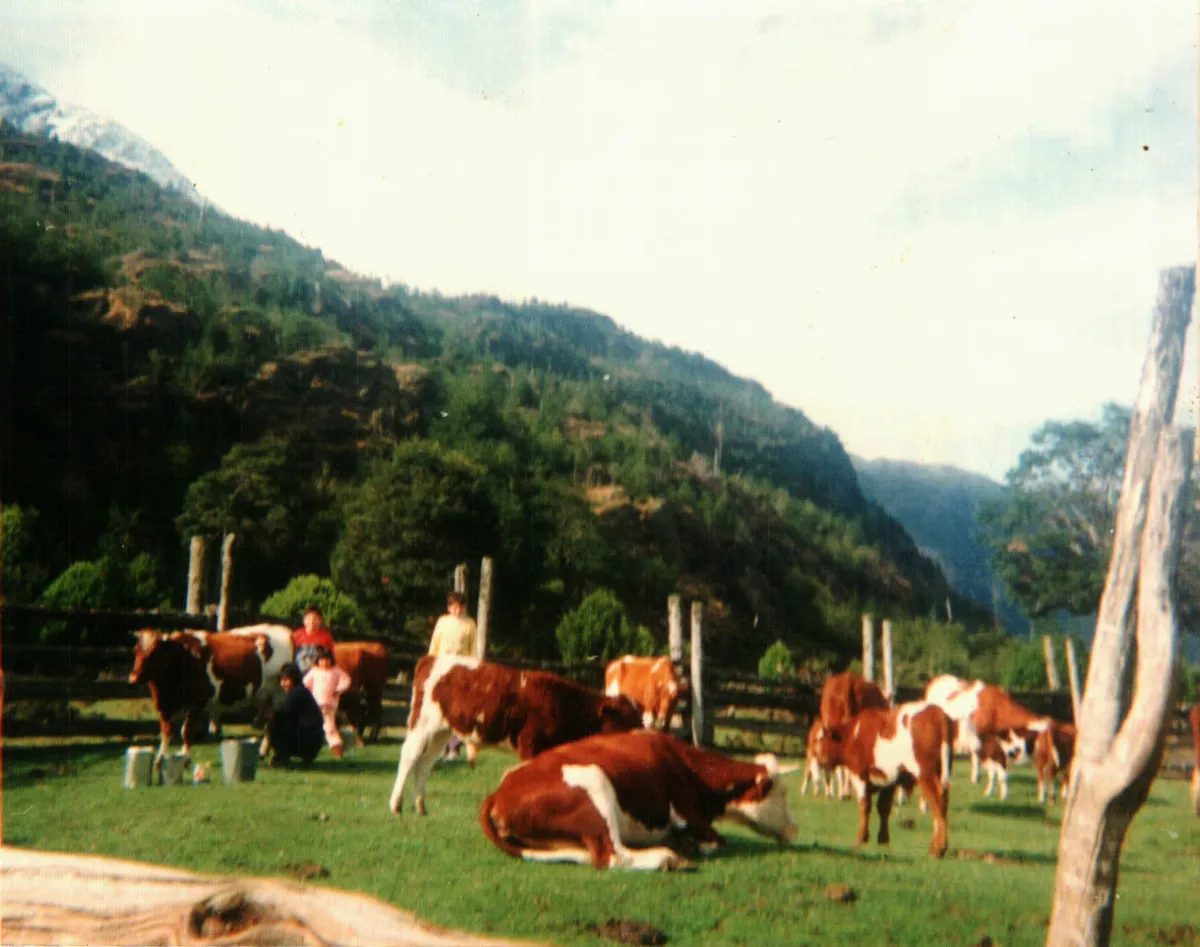 Fundo "El Revenque", Rio Negro — Puerto Montt — 1998 | Chile de Ayer