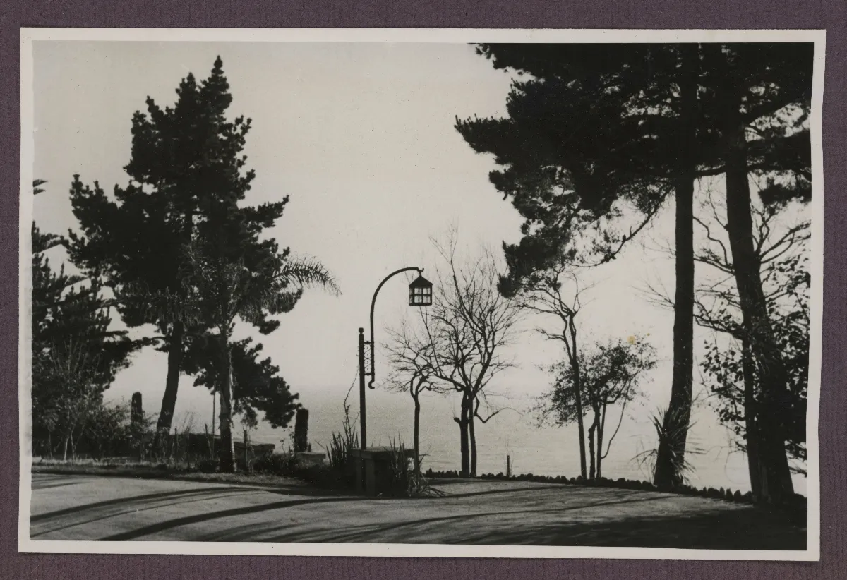 Paseo arbolado en Viña del Mar — Viña del Mar — 1940 | Chile de Ayer