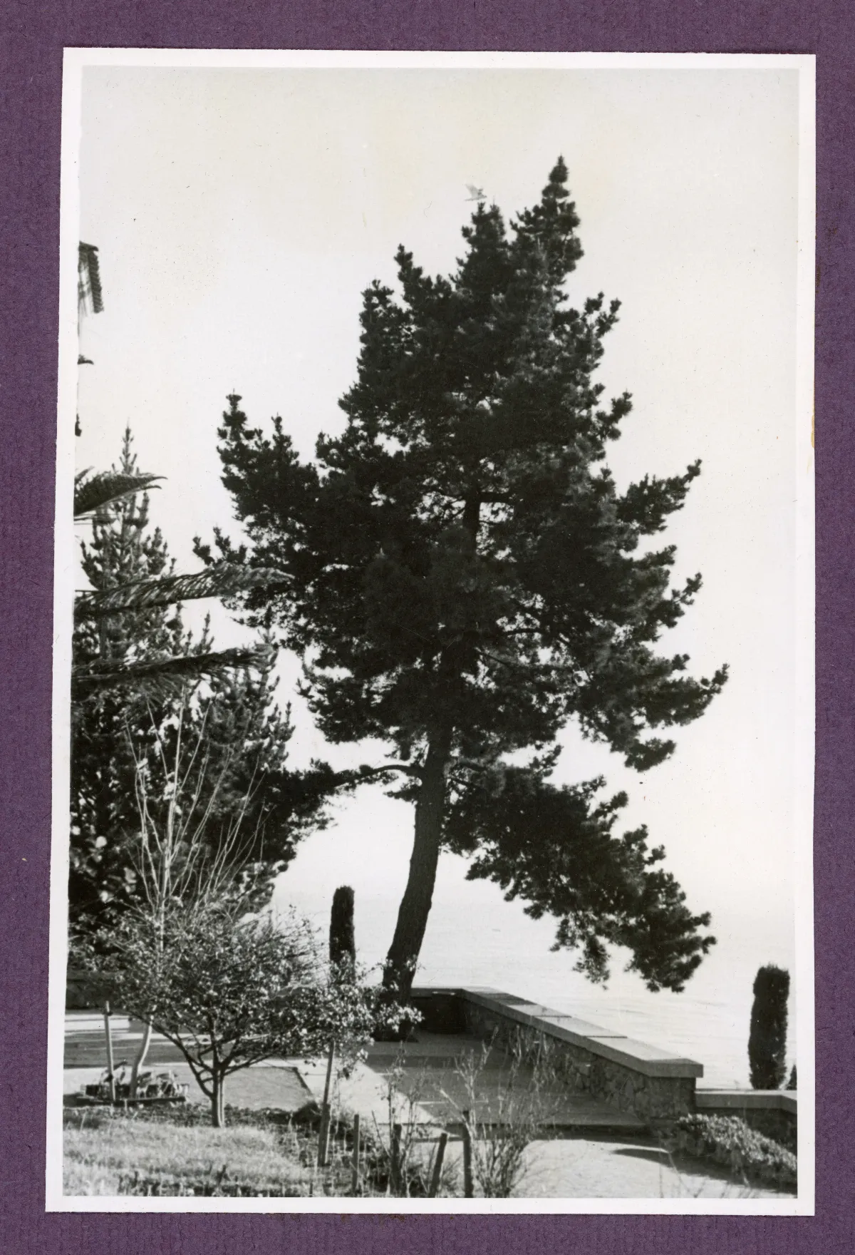 Jardín con pinos y estructura arquitectónica moderna, Viña del Mar — Viña del Mar — 1940 | Chile de Ayer