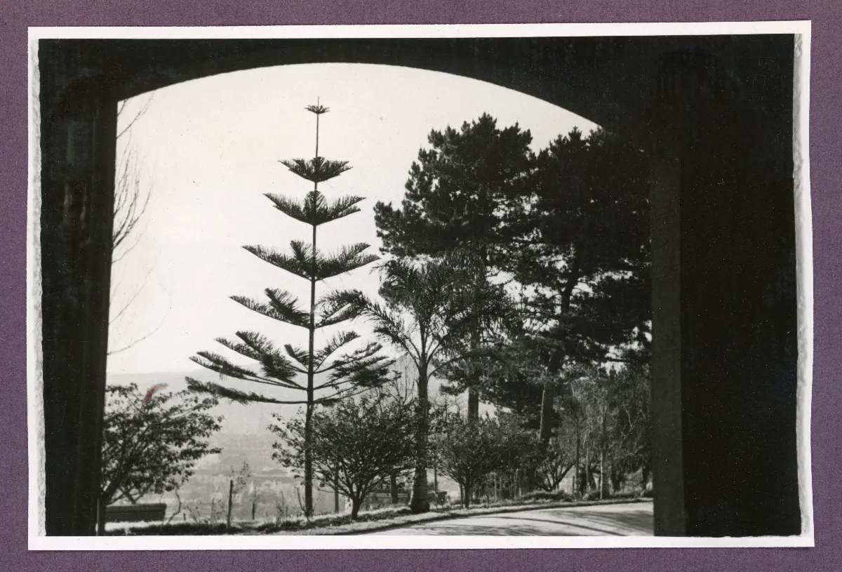Avenida arbolada en Viña del Mar — Viña del Mar — 1940 | Chile de Ayer