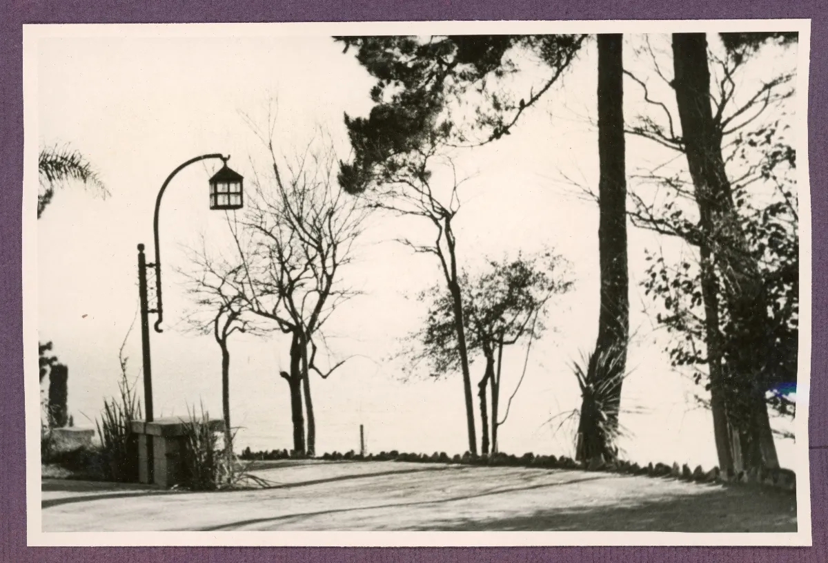 Paseo arbolado en Viña del Mar — Viña del Mar — 1940 | Chile de Ayer