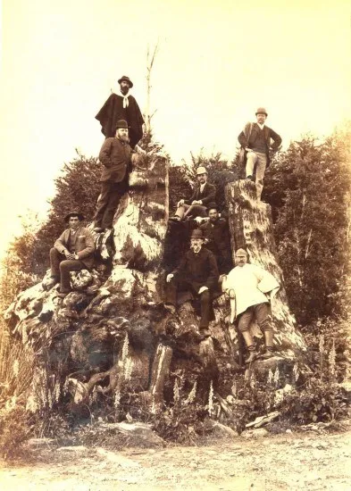 Posando sobre el Tocón de Alerce, La Vara en 1893. — 1893 | Chile de Ayer