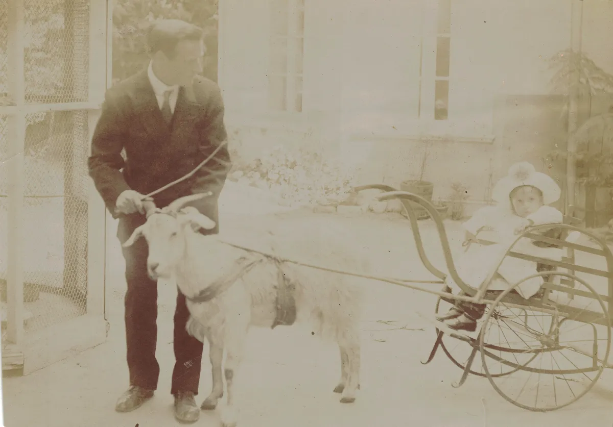 Coche con cabra en Limache en 1910 — 1910 | Chile de Ayer