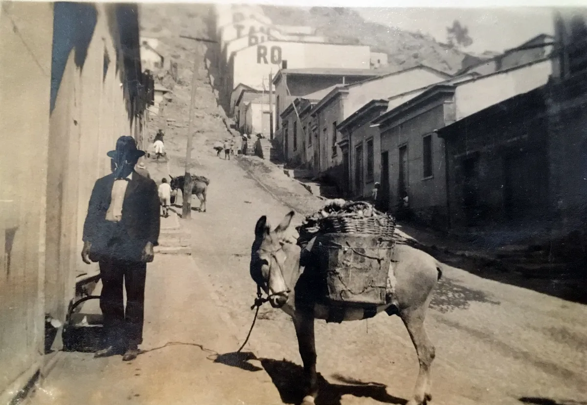 Burro en calle Freire, Coquimbo, Chile, 1918 — Calle Freire — 1918 | Chile de Ayer
