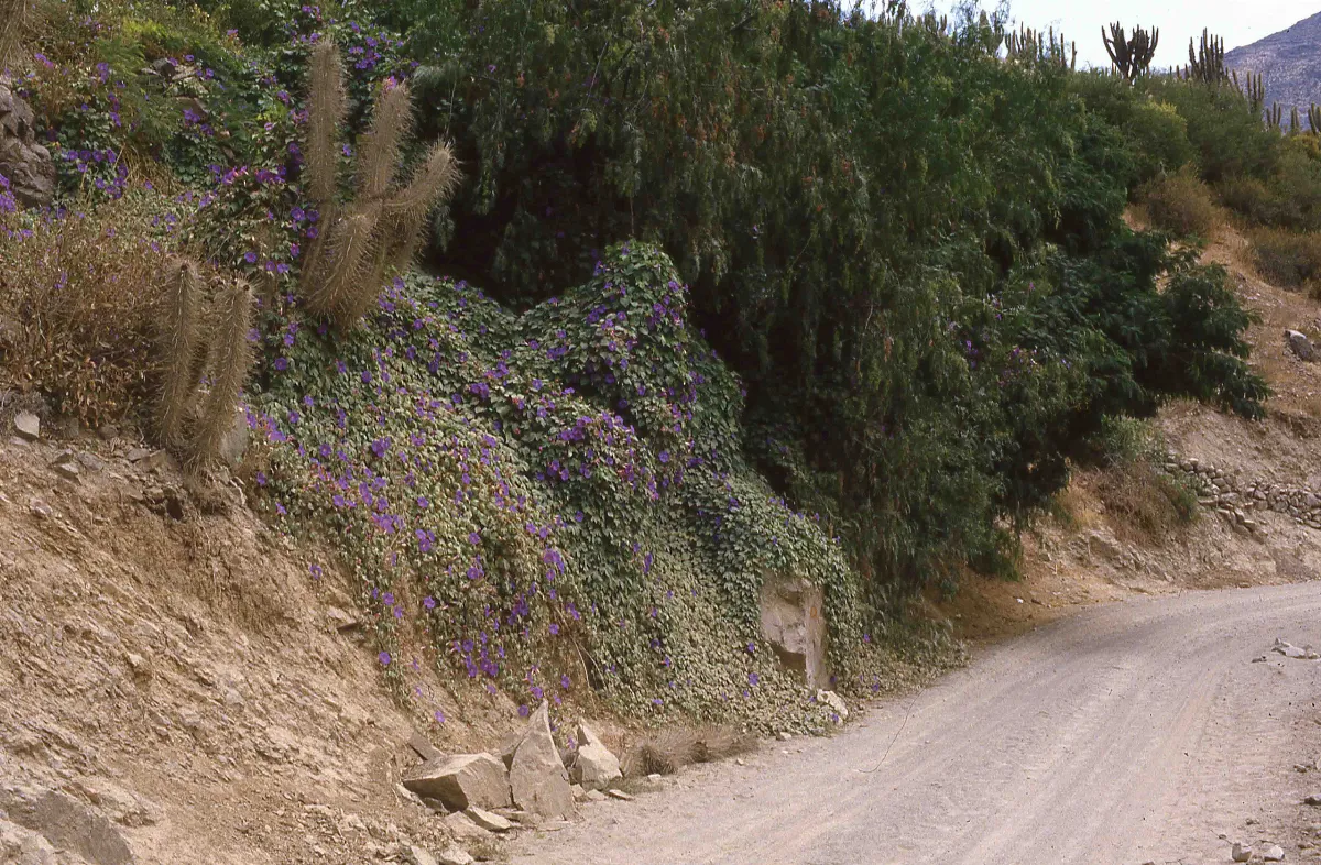 Pichasca en los años 70s — 1920 | Chile de Ayer