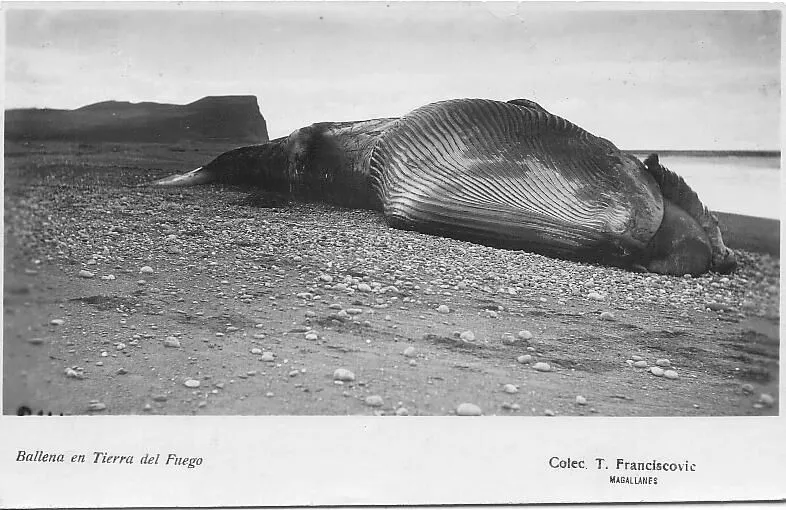 Ballena en Tierra del Fuego — 1920 | Chile de Ayer